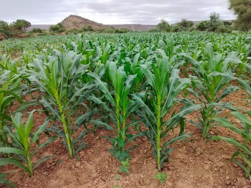 Capacity Building for Farmers in Mandera North